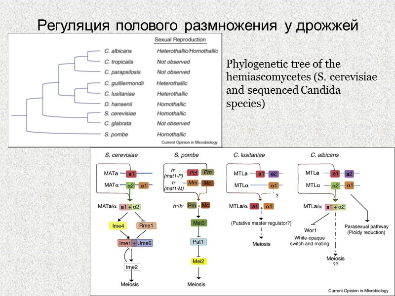 Регуляция полового размножения у дрожжей Phylogenetic tree of the hemiascomycetes (S. cerevisiae and sequenced